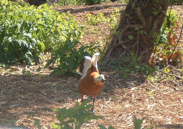 Uccelli arruffati